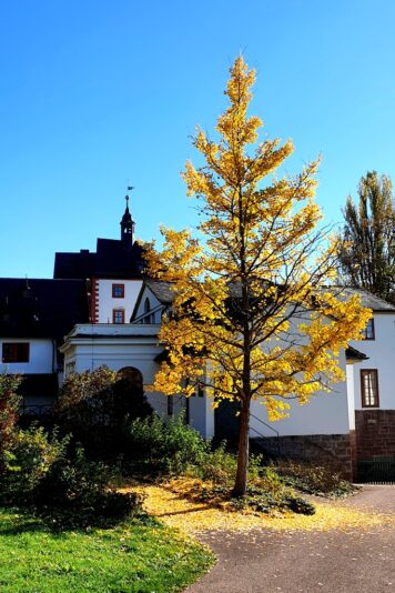 Gingko im Park Kochberg.
