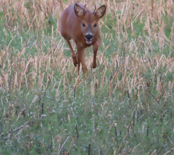 20240802195159_IMG_1429