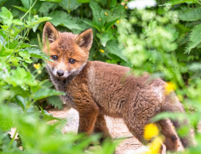16104836-junge-fuchse-im-grunen-im-freien-foto