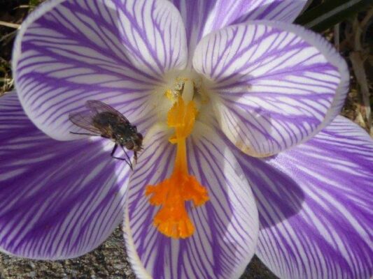 14.3.2017 safran Krokus (11)