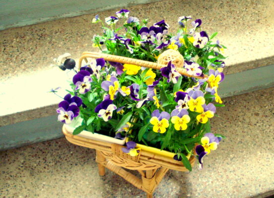 Die letzten Hornveilchen.