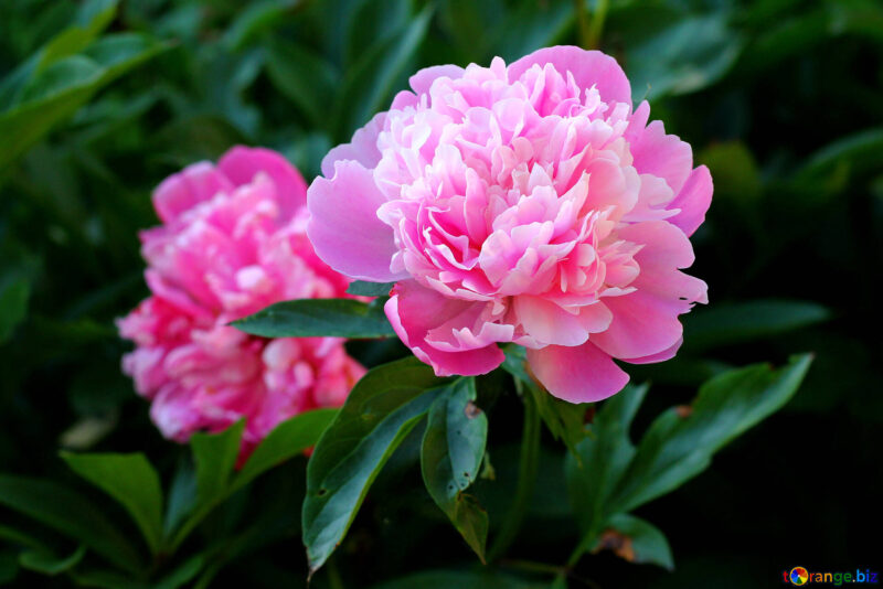 rose-flower-background-autumn-colors-flowers-32639