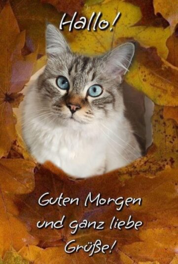 IMG_6779.JPG Guten Morgen Grüße