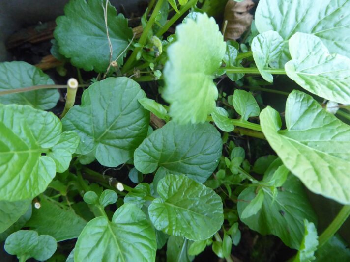 Freittag 3..9.2021 Echtes Barbara Kraut (4)