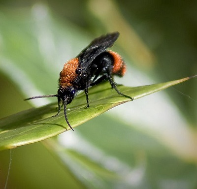 dasymutilla-occidentalis