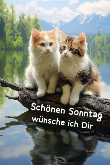 IMG_4784.JPG Sonntagskätzchen