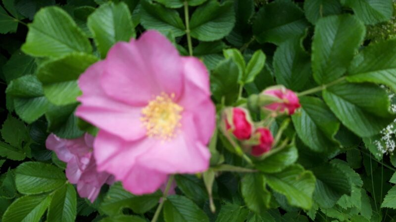 20220610 Schwimmoper (105)