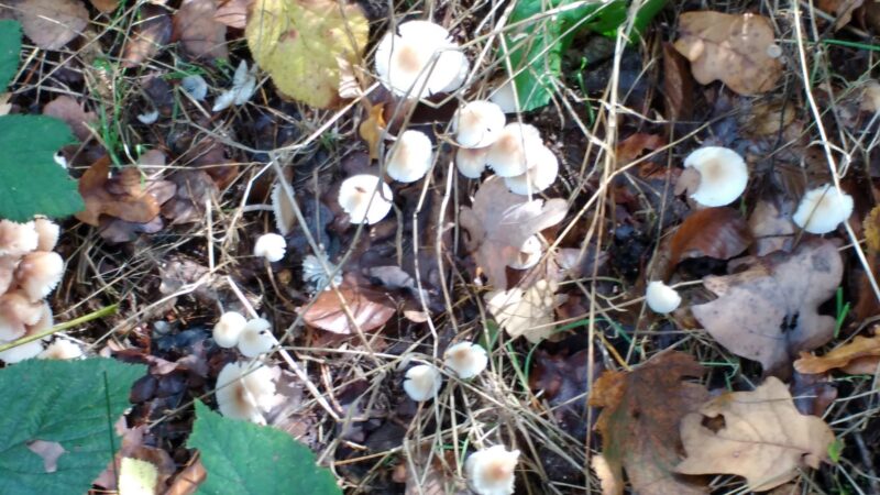 IMG_20201013_125549893 - Kopiert