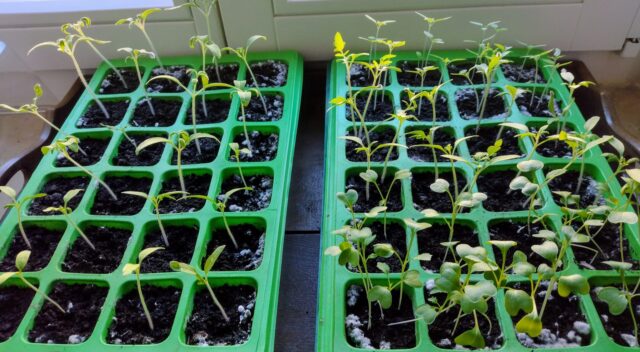 IMG_20250318_084017976