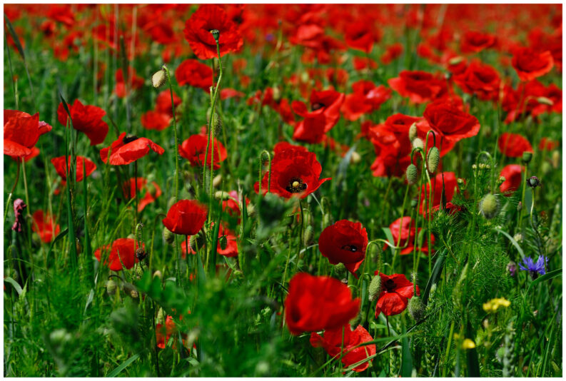 mohnfeld-an-der-havel-c5d4f45b-fd23-490e-9acd-1d6af9ecf9a4