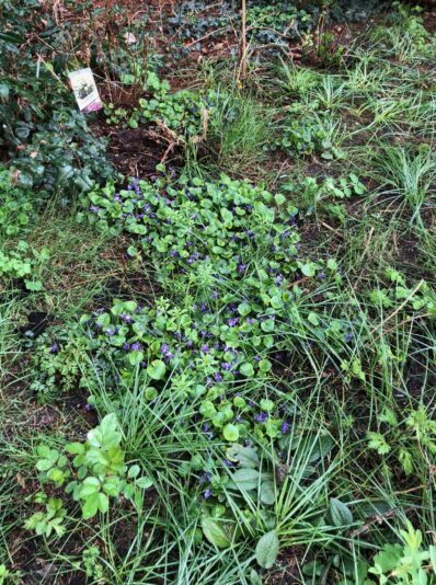 Veilchen 5.4.21.jpeg 3