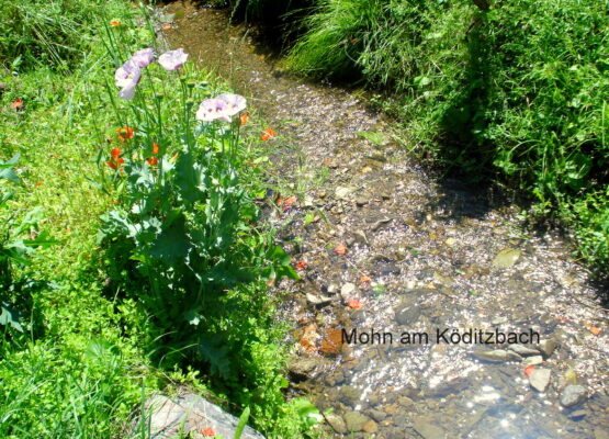 Mohn am Köditzbach.