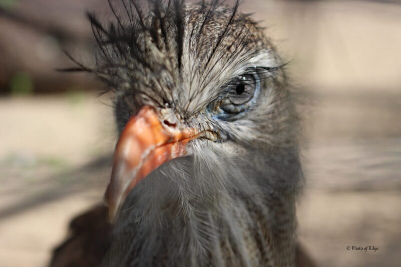 IMG_0087-1 -26.08.2025