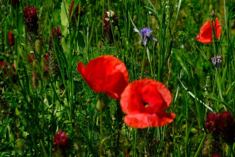 192167893_927173011462230_1786146343618549182_n