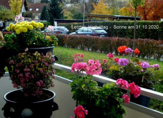 Letzter  Herbsttag -  Sonne am 31.10.2020.