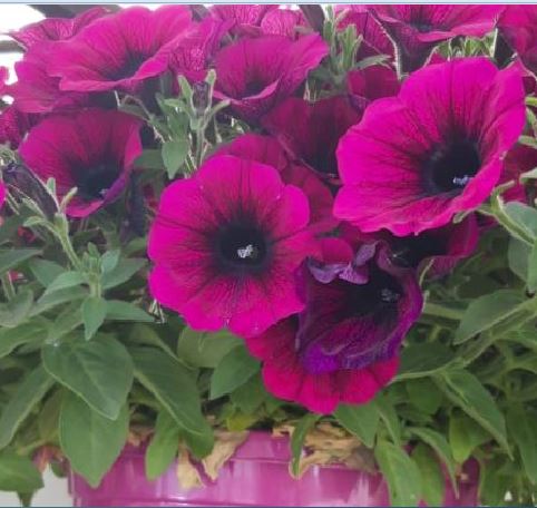 PETUNIEN UNTER PERGOLA