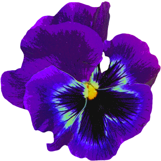 pansy-1598764_1280