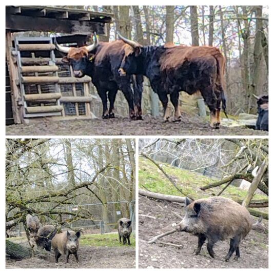 20250207_170014-COLLAGE