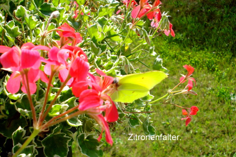 Zitronenfalter.