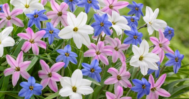 aufmacher-fruehlingssterne-ipheion-uniflorum-00830909-flora-press