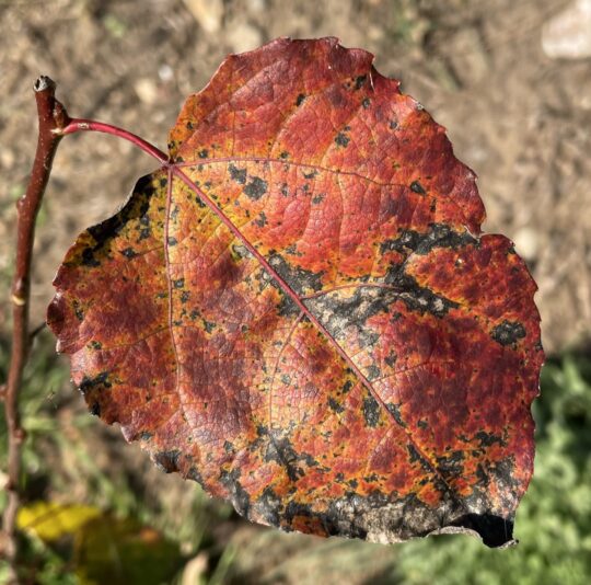 F69D11DF-13DF-40A8-9726-1A6DB9373D17