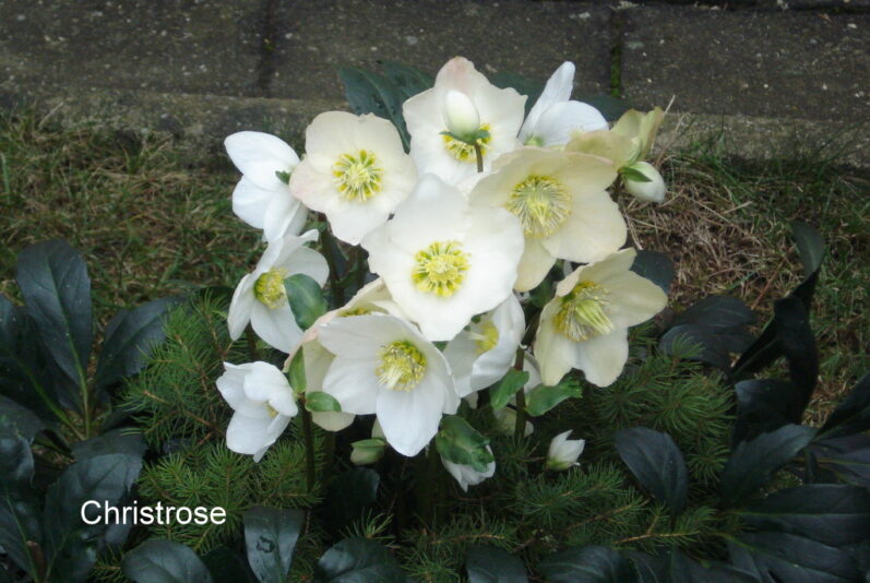 Christrose