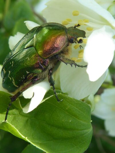 11.6.2021 Freitag bei Karin... (76)
