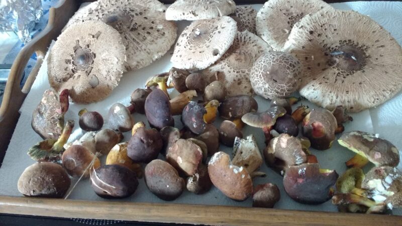 IMG_20201021_143022470