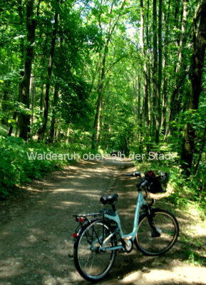 Waldesruh oberhalb der Stadt