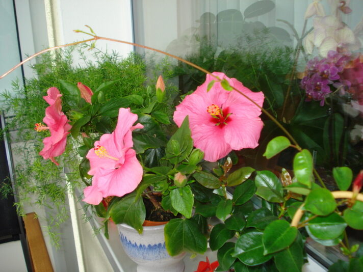 Die Fensterbank bietet zusätzlich Platz.