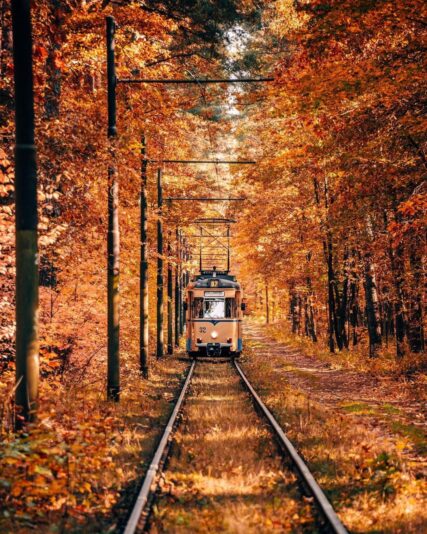 464190345_979780684178818_772398491317508487_n.jpg Historische Tram 87 S Rahnsdorf - Woltersdorf Schleuse