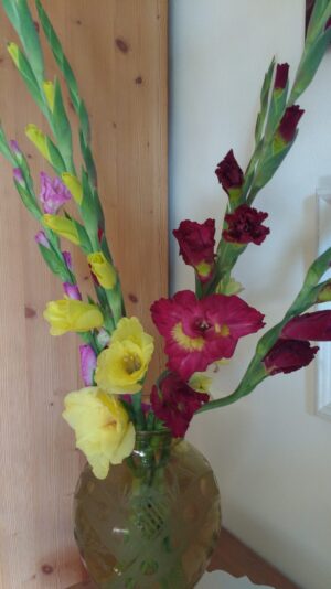 gladiolen