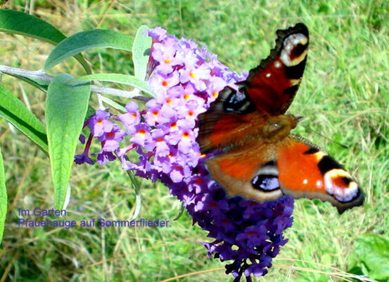 Falter Tagpfauenauge