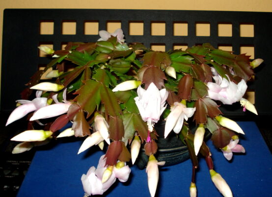 Herbstblüte - Ende Oktober.