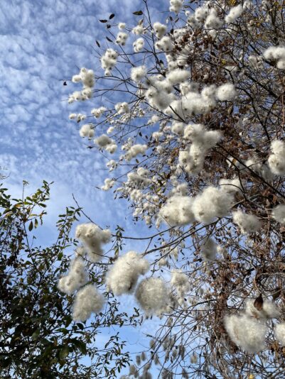 043865B7-EF51-47BB-8FAE-42FFD5639CF9