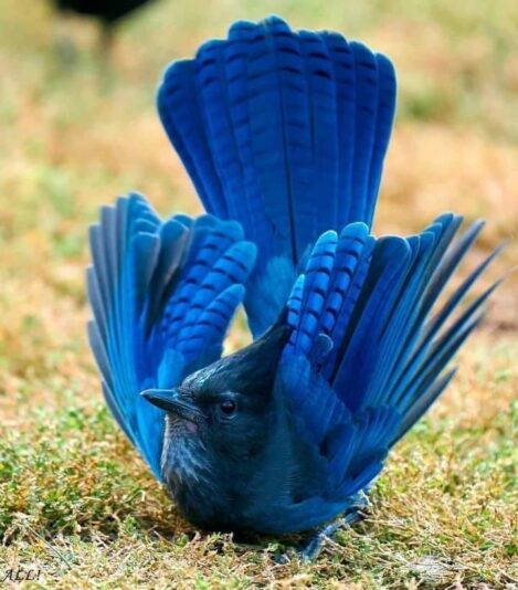 145912874_1104985049966849_9135616810396792489_n