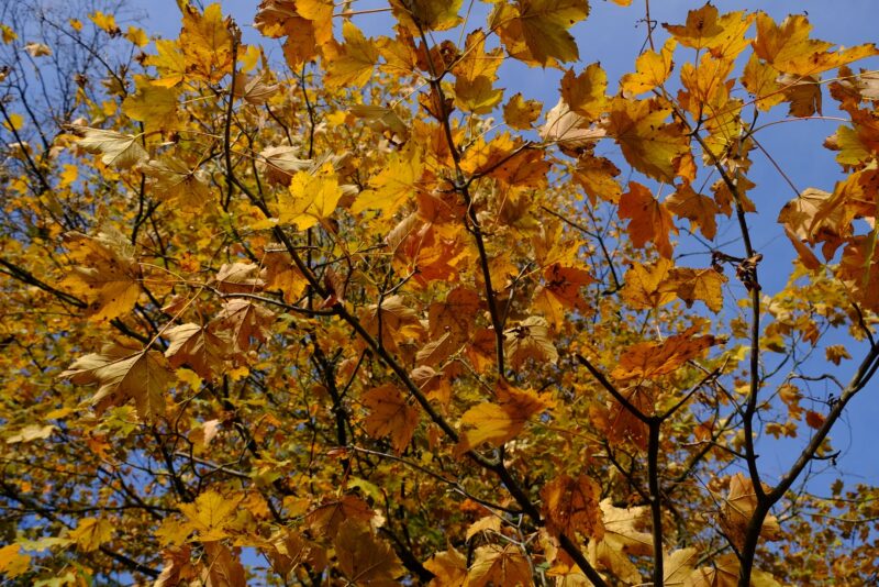 120278263_763449771167889_2638567688537542_o