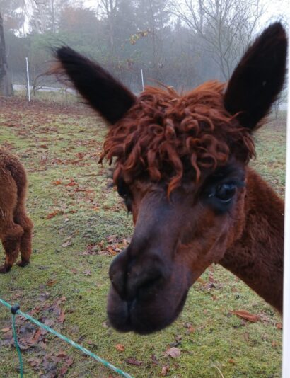 Gallery_1764153754269