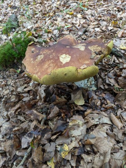 pilze092024 (1)