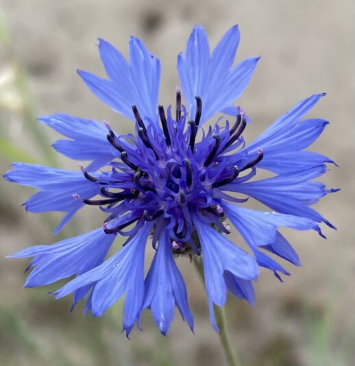 C30D446A-42E9-49B8-9955-B33EE179CE95