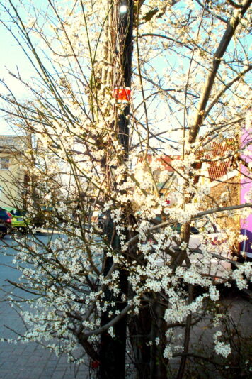 Zierkirsche im März.