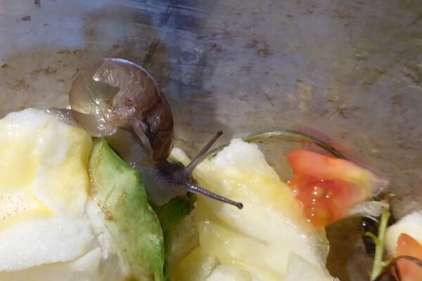 Schnecke (2)