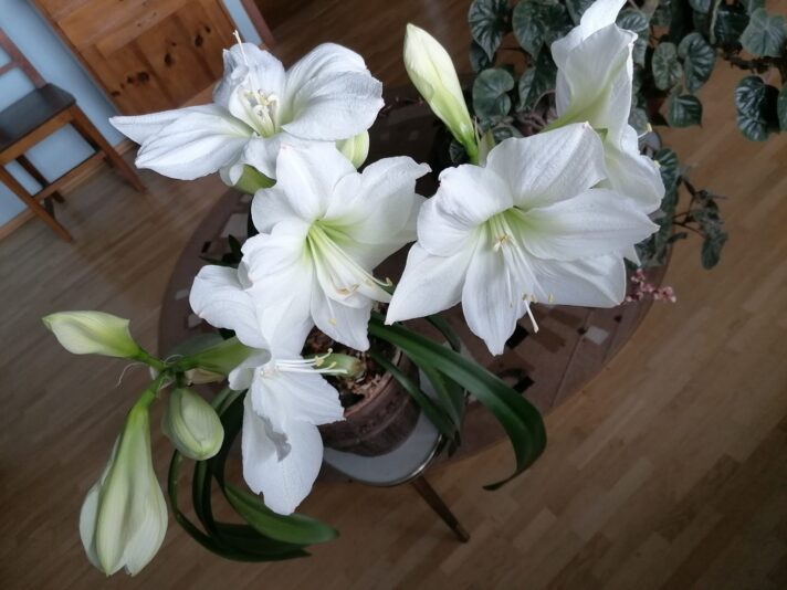 164424865_274070814200308_4375198297913166041_o