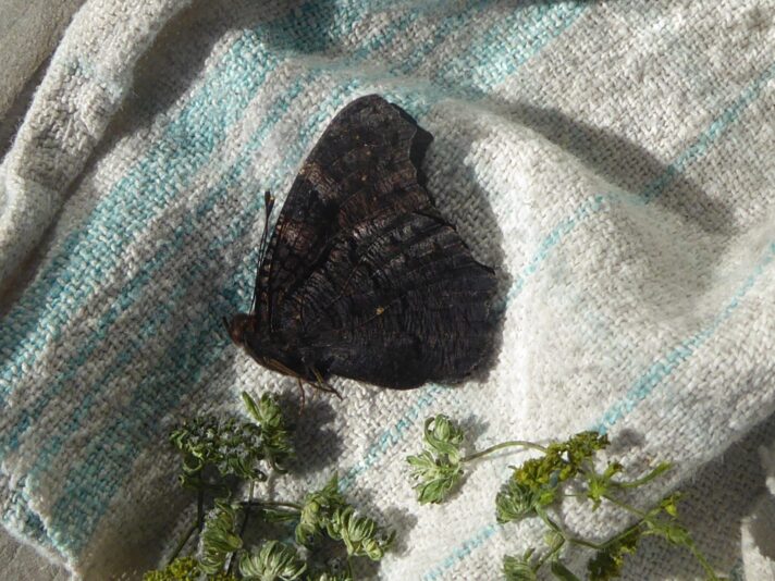 1.6.2021 Sommeranfang (3)