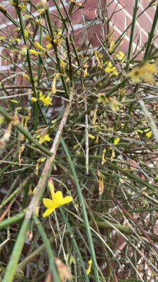 Winterjasmin