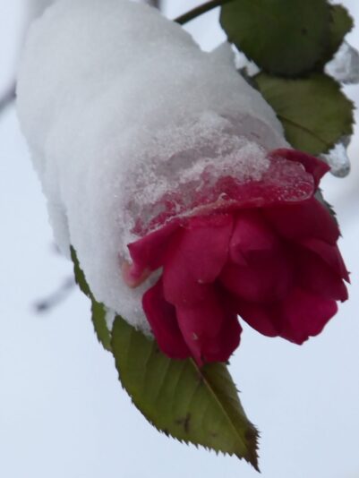 29.12.2017 Rosen im Schnee (25)