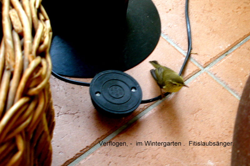 Verflogen, -  im Wintergarten .  Fitislaubsänger.
