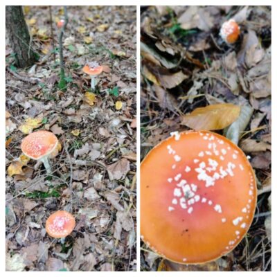 20221020_161241-COLLAGE