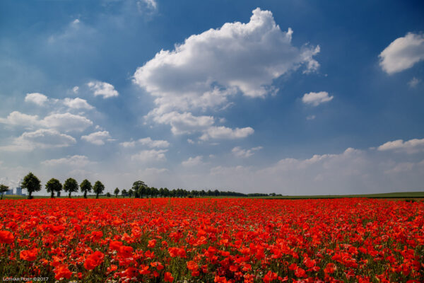 mohnfeld-d0637681-0741-4f72-b616-7e8ce021e78b