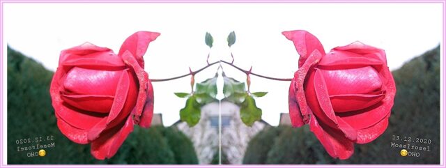 20201216_102308aRose-spieg